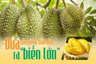 Đắk Lắk ban hành Quy chế Quản lý hoạt động mua, bán Sầu riêng trên địa bàn tỉnh